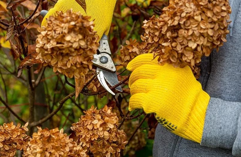 Schenken Sie im September den Hortensien besondere Aufmerksamkeit. Die Ergebnisse werden Sie im Frühjahr sehen.