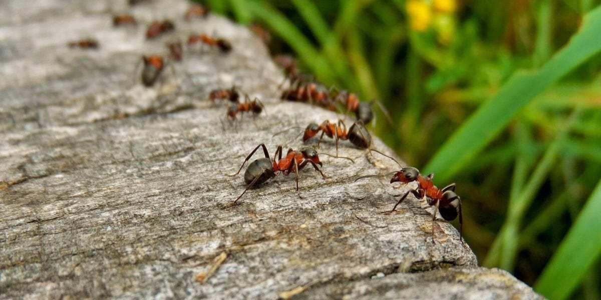 Auf Wiedersehen, Ameisen im Haus oder Garten: Ein einfacher Trick, um sie für immer und ohne den Einsatz von Chemikalien loszuwerden