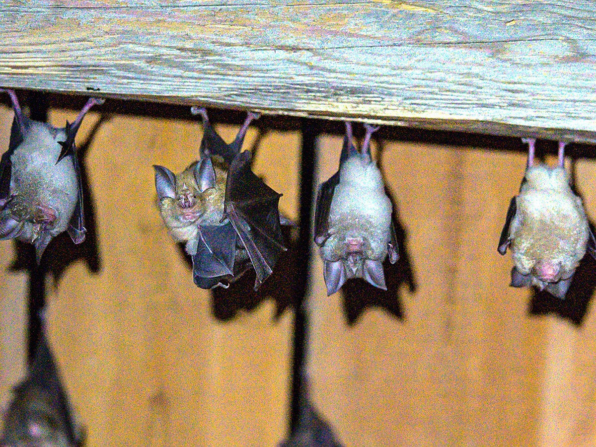 Sie beginnen, nach einem Unterschlupf zu suchen. Was tun, wenn sie im Haus auftauchen?