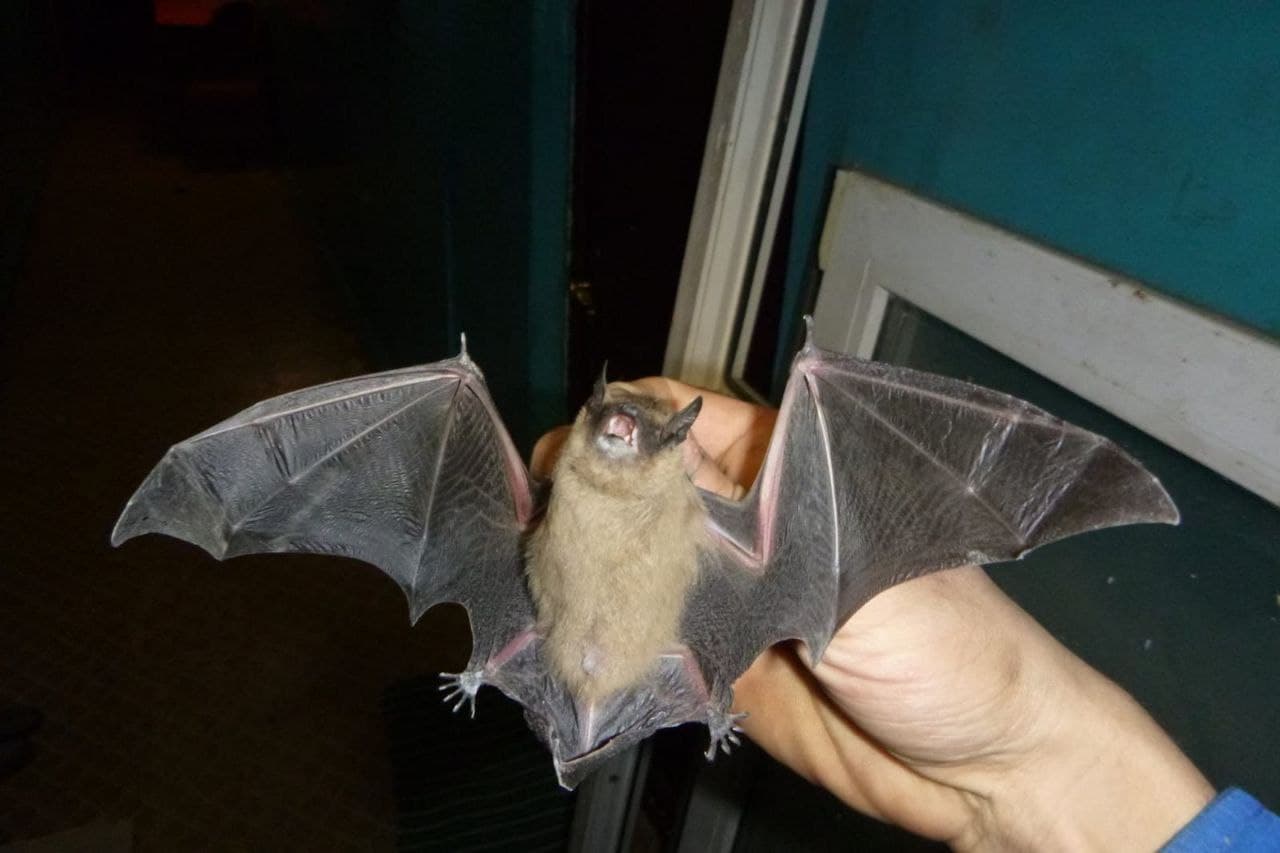 Sie beginnen, nach einem Unterschlupf zu suchen. Was tun, wenn sie im Haus auftauchen?